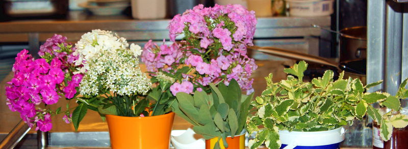 Datei:SK-Blüten Kräuter Küche2.jpg