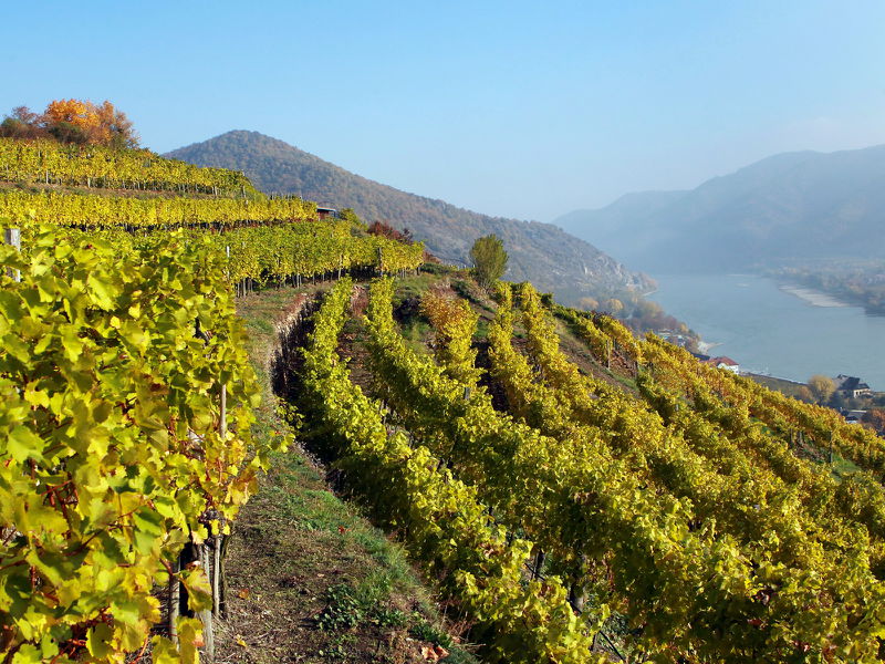 Datei:Blick Weingärten - Wachau.jpg