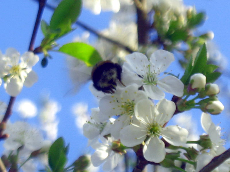 Datei:SG Schlehenblüte Hummel.jpg