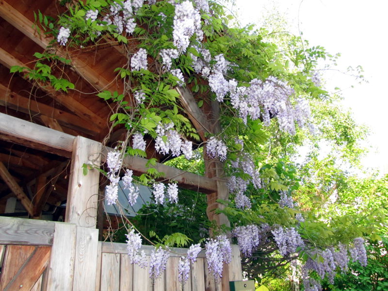 Datei:SG Blauregen Süghaus.jpg