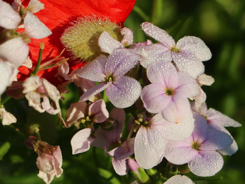 Datei:SG Violenblüte Mohn.jpg