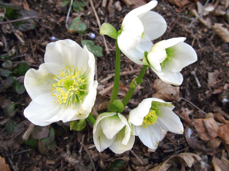 Datei:Schneerosen Blüte.jpg