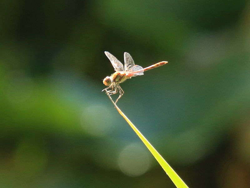 Datei:Libelle Teufel.JPG