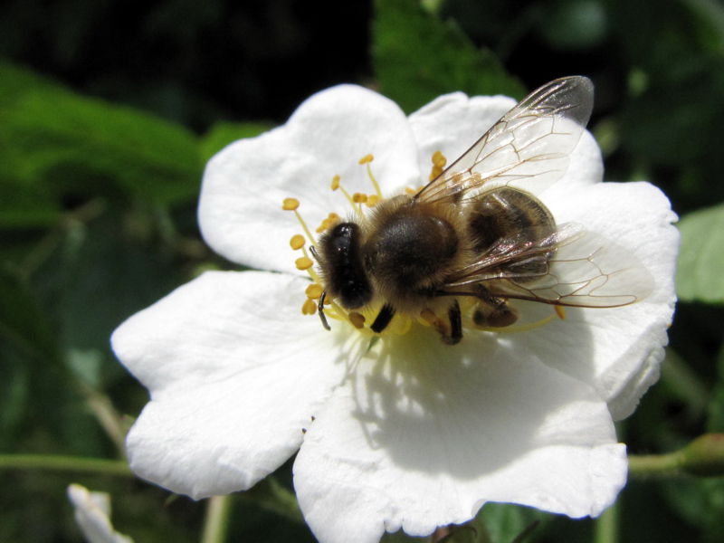 Datei:SG Biene Hetscherlblüte.jpg