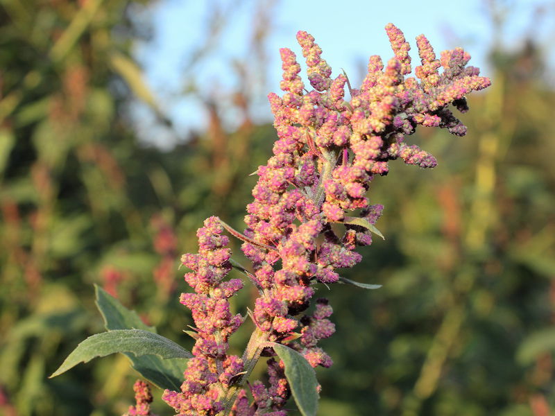 Datei:SG Samen Magentamelde.jpg