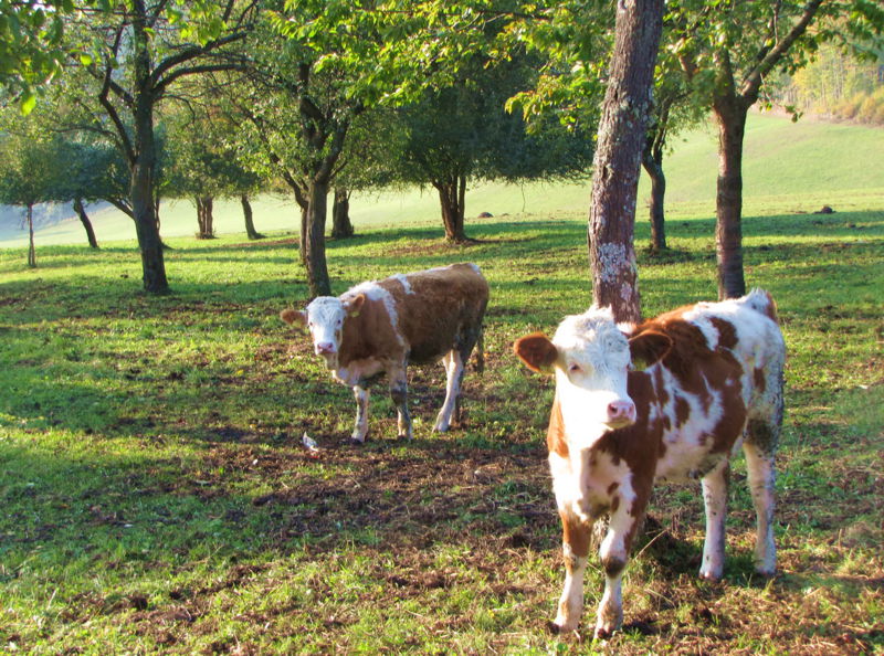 Datei:Streuobst mit Jungvieh.jpg