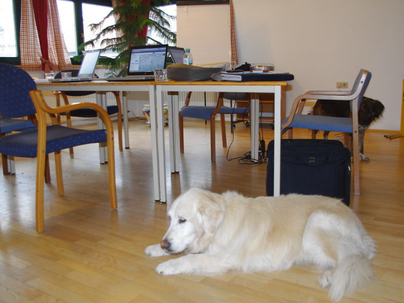 Datei:SH Seminarhund Kbgblick1.jpg