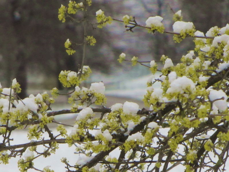 Datei:Dirndlblüte Schnee8.jpg