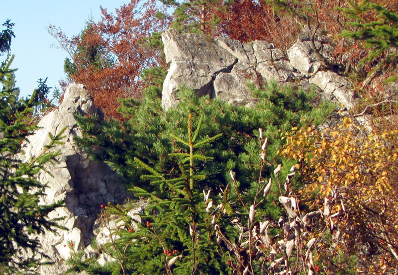 Datei:Loicher Felsen - Rehgraben1.jpg