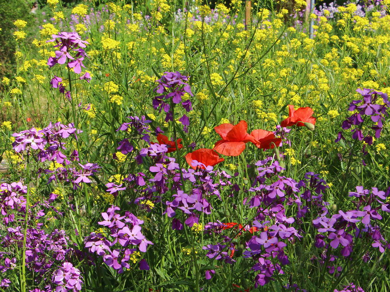 Datei:SG Blütenmeer Spätfrühling.jpg