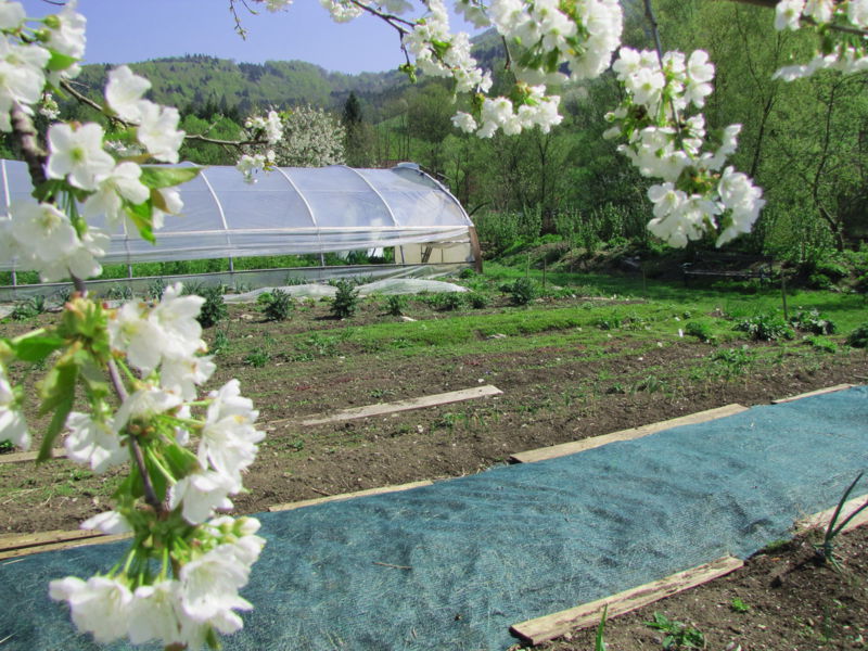 Datei:SG-Blüte Folientunnel.jpg