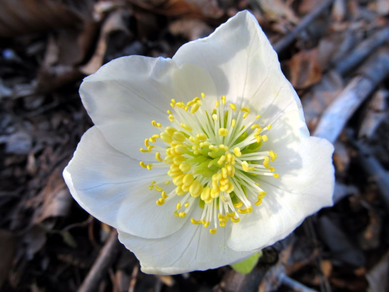 Datei:Blüte Schneerose.jpg