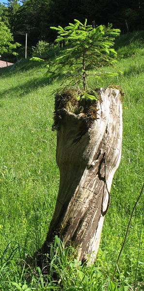 Datei:Fichte im Baumstumpf.jpg