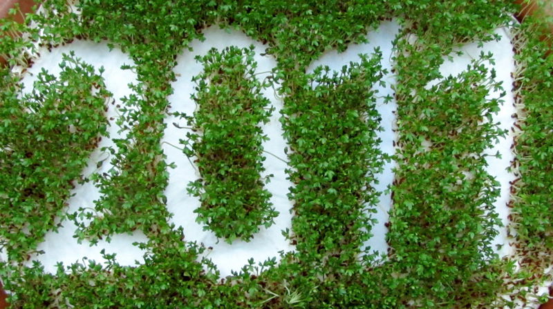 Datei:SG-Kresse 2011.jpg