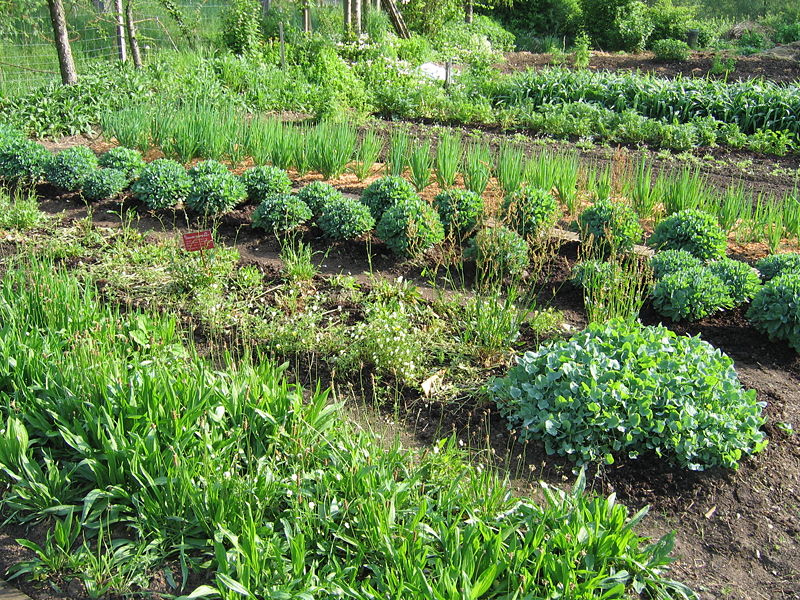 Datei:SG Gemüse- Kräutergarten.jpg