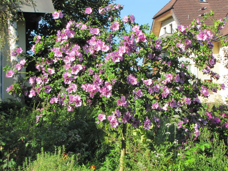 Datei:SG Malvenbaum Blüte.jpg