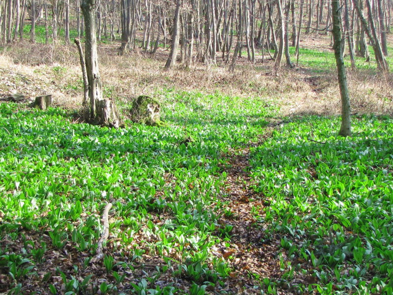 Datei:Bärlauchwanderweg.jpg