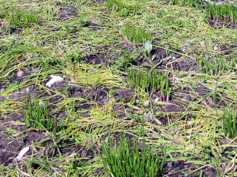 Datei:SG Schnittlauchmulch.jpg