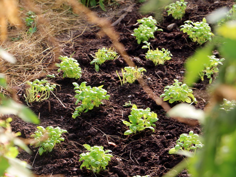 Datei:SG FT Basilikum-Ernte.jpg