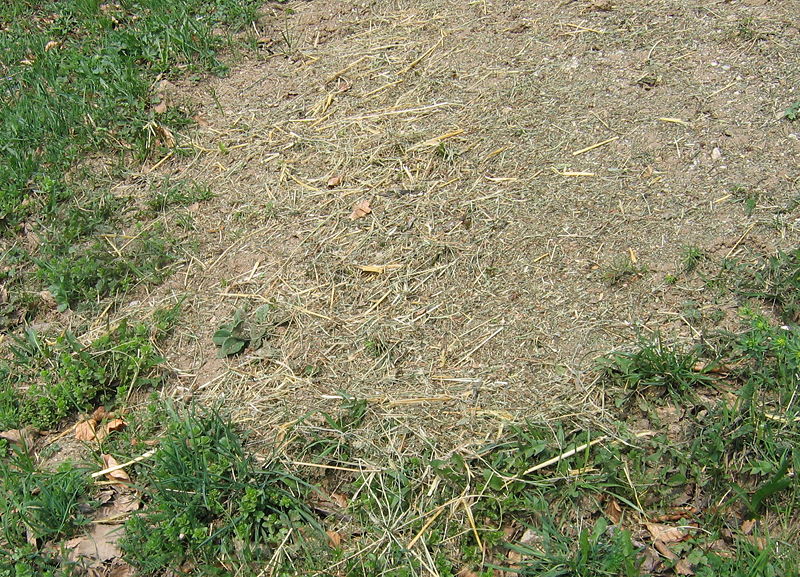 Datei:KLG Heublumensaat4.jpg