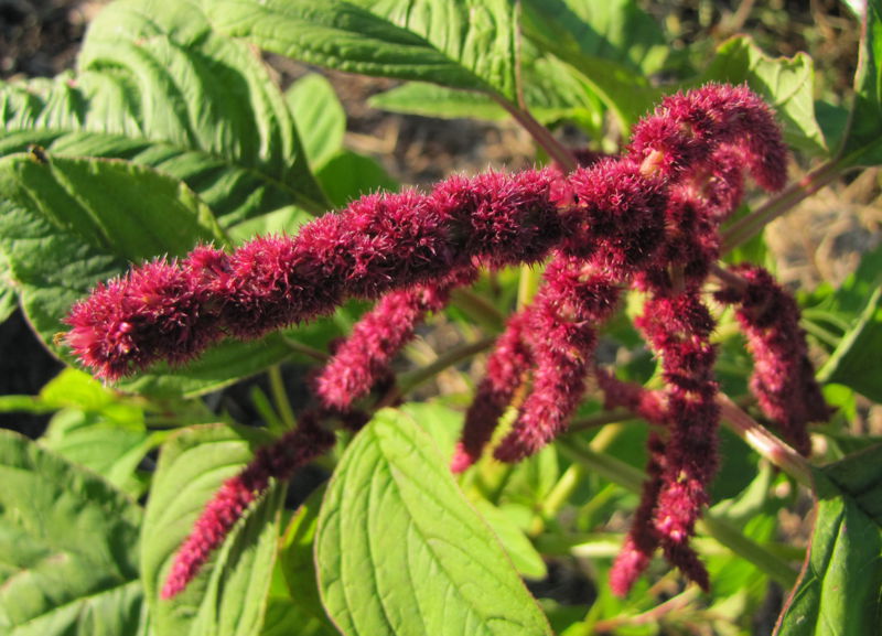 Datei:SG Amaranthblüte.jpg