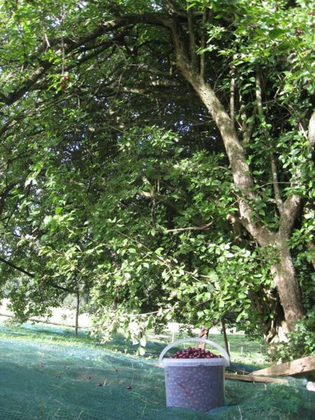 Datei:WH Ernte 2010-3.JPG