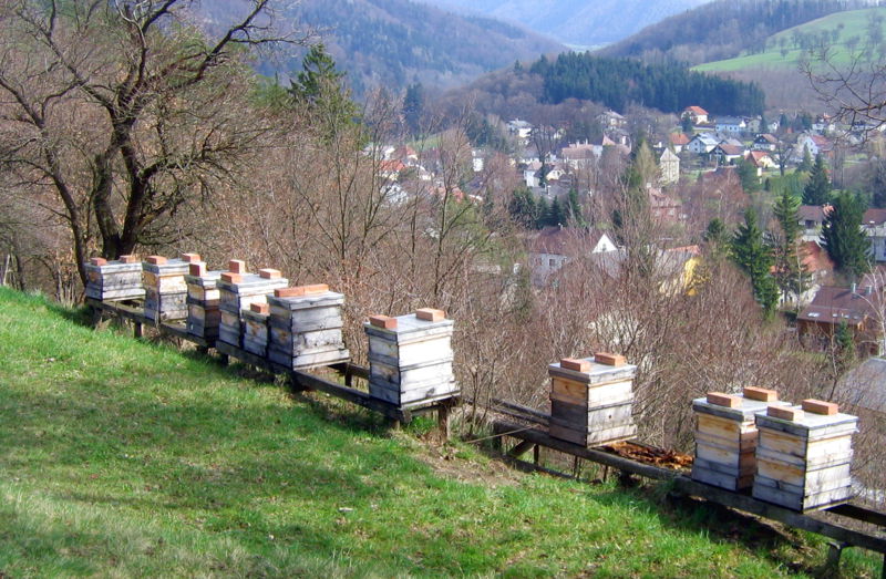 Datei:Bienen über Kirchberg.jpg