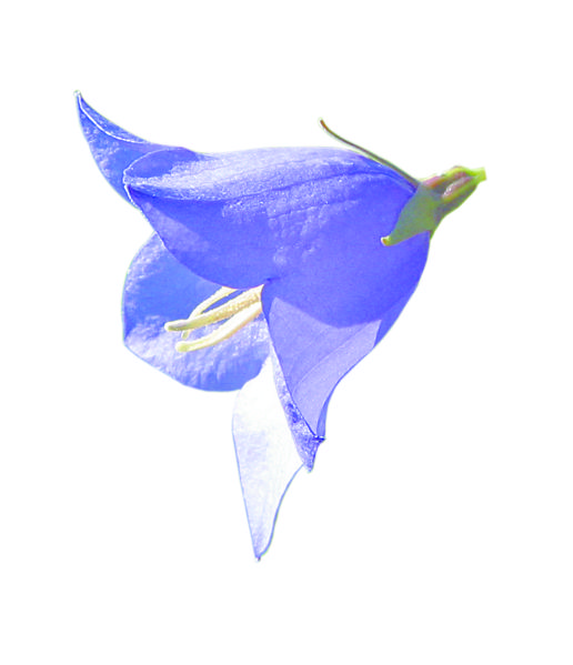 Datei:Glockenblume frei.jpg
