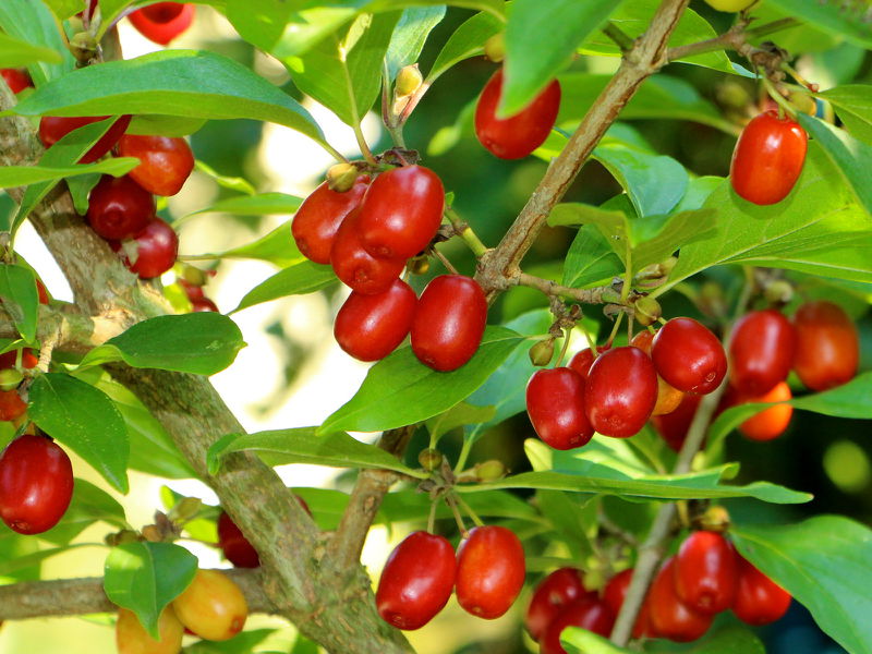 Datei:SG Dirndlfrüchte rot.JPG