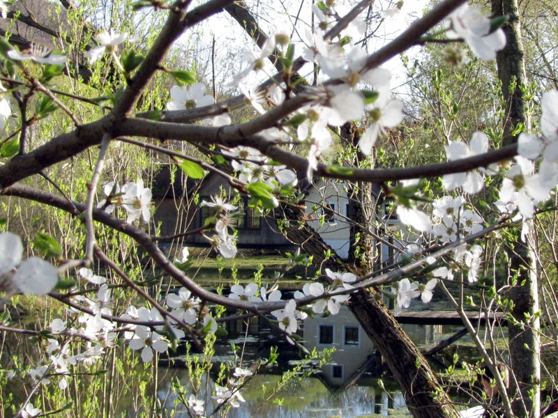 Datei:ST Teichbrücke Blüte.jpg