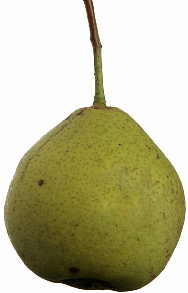 Datei:Speckbirne.jpg