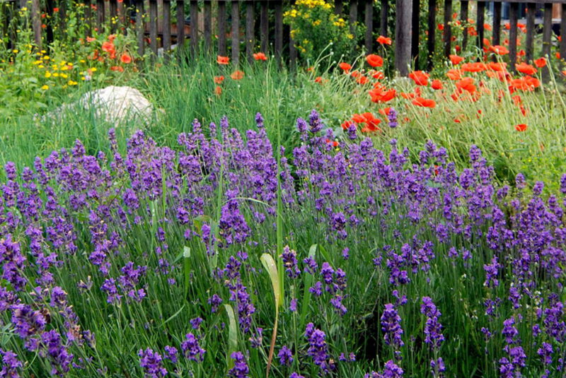 Datei:SH Blüte - Mostiniumgarten.jpg