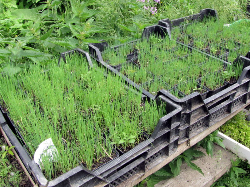 Datei:SG Junger Schnittlauch7.jpg