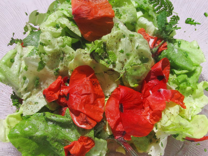 Datei:SK Salat mit Mohnblättern1.jpg