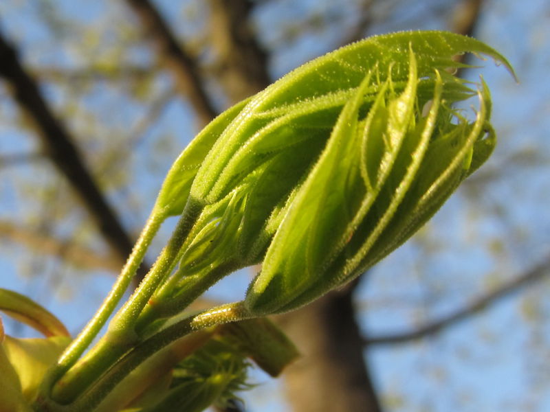Datei:Ahornblätter jung.jpg