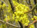 Dirndlblüte bei Ast.jpg