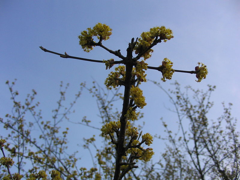 Datei:Dirndlknopse gegen Himmel1.JPG
