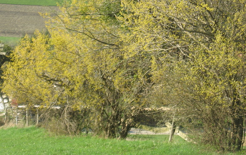 Datei:Dirndlzeiler11 Blüte.jpg