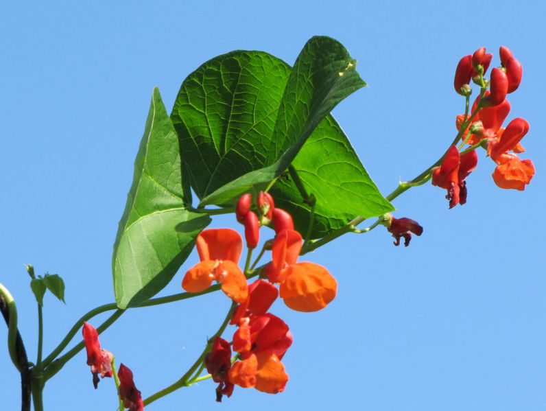 Datei:SG Bohnenblüte Himmel.jpg