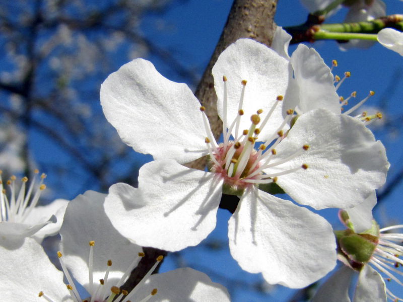 Datei:SG Prunusblüte2.jpg