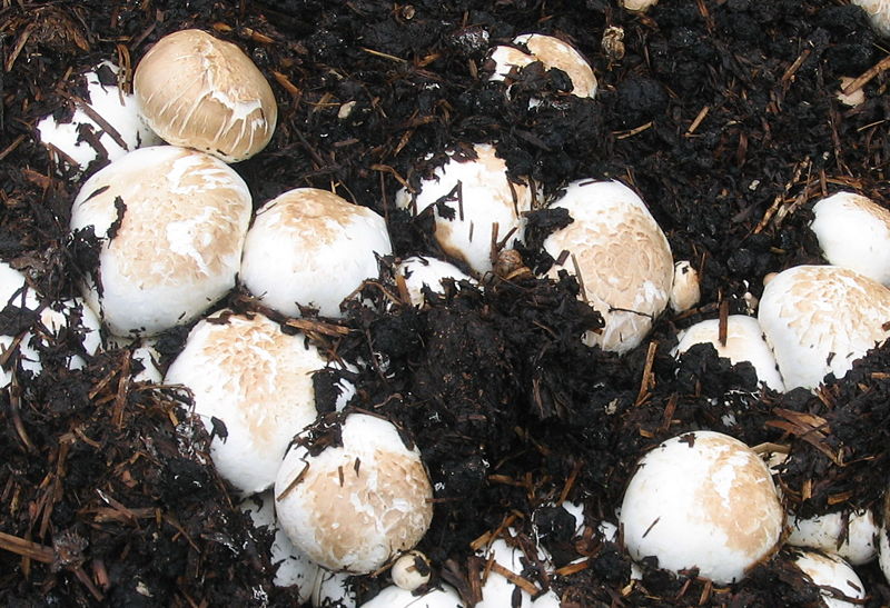 Datei:Champignon braun.jpg