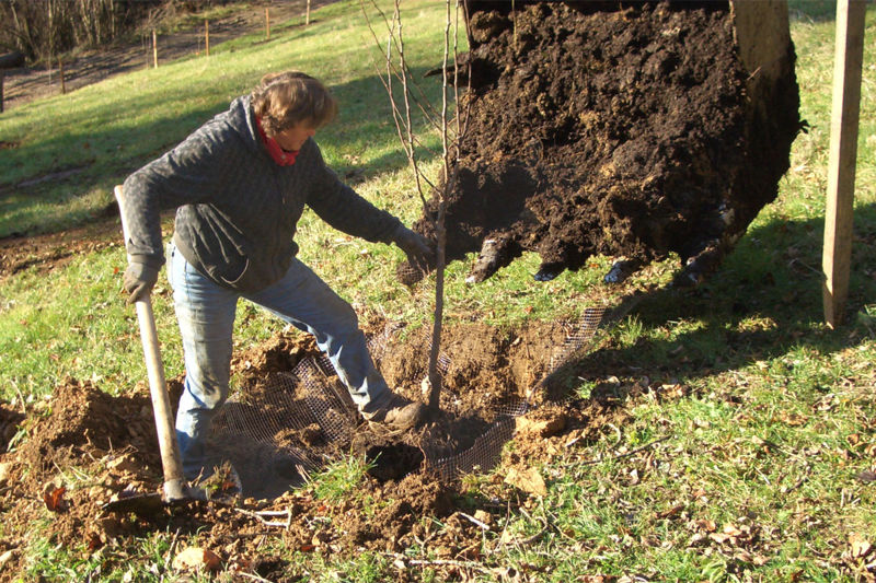Datei:Baumpflanzung Baum setzen.jpg