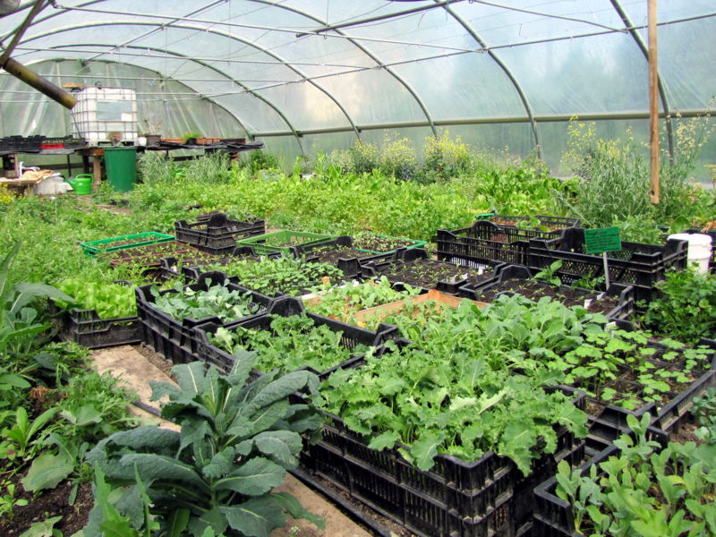 Datei:SGFT 2 Mai 11 Jungpflanzen.jpg