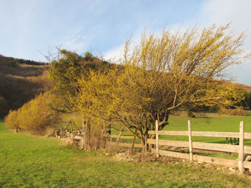 Datei:Dirndlzeiler Gansch.jpg