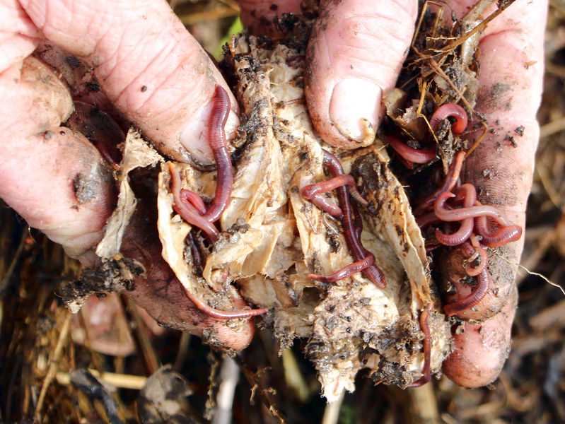 Datei:Sg Regenwürmer im Küchenkopost.jpg