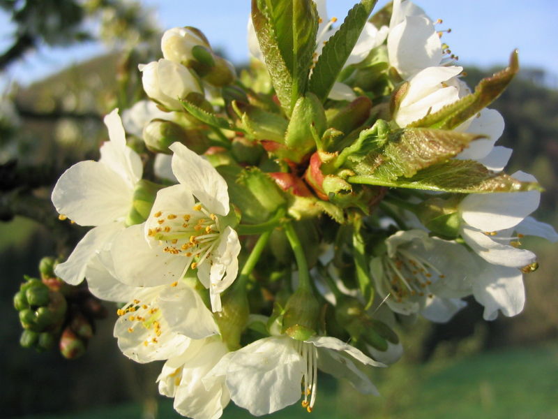 Datei:Birnenblüte 2.jpg