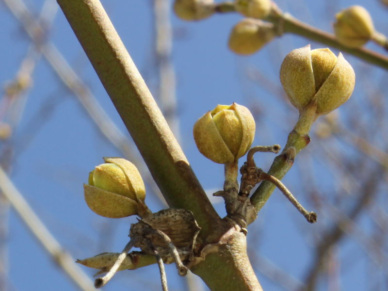 Datei:SG Dirndlknospen aufbrechend 2.jpg