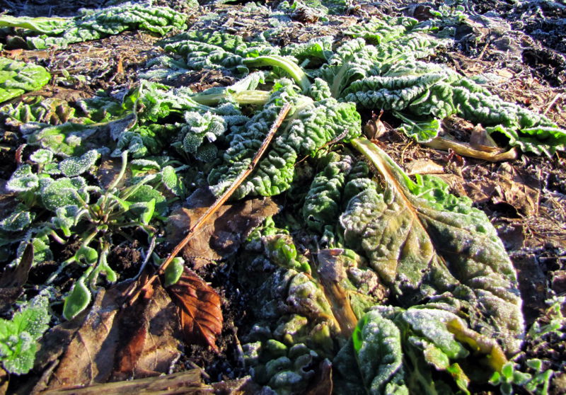 Datei:SG Mangold Winter..jpg