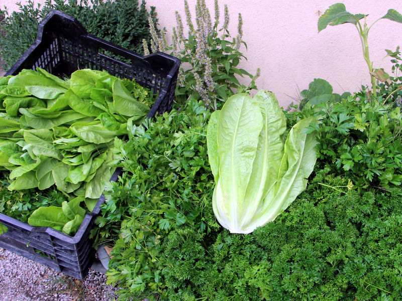 Datei:SG Ernte Salat Peterilie3.jpg