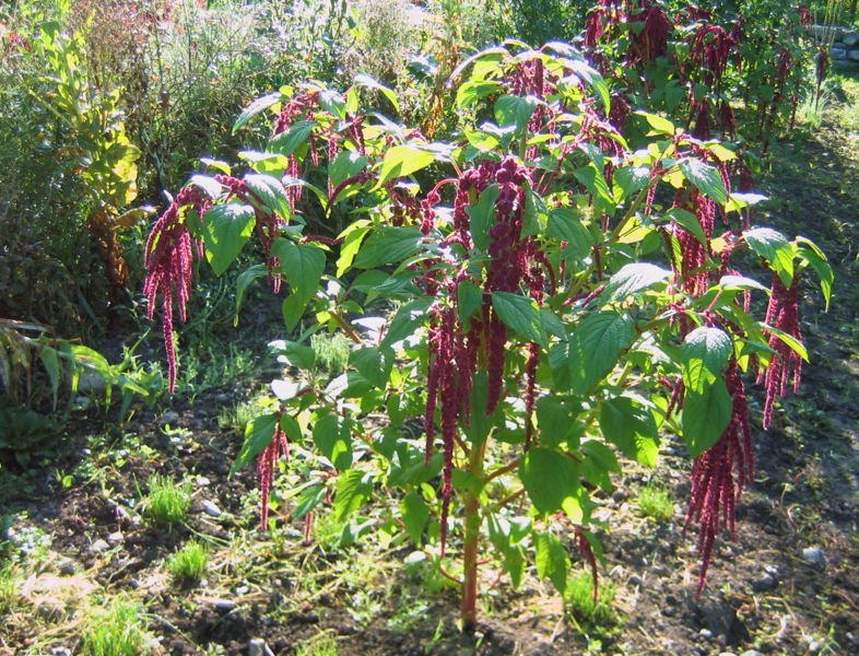 Datei:SG Amaranth mit.jpg
